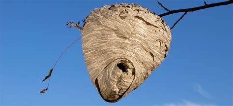 How to get rid of a beehive. Things To Know About How to get rid of a beehive. 